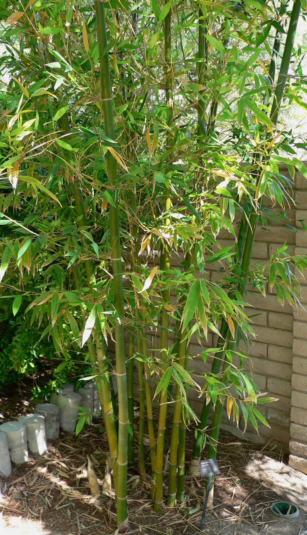 Growing Bamboo for Privacy in Pakistan