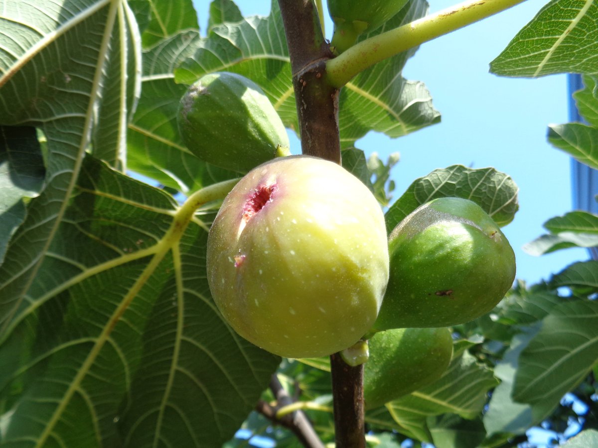 Growing Figs (Injeer) in Pakistan
