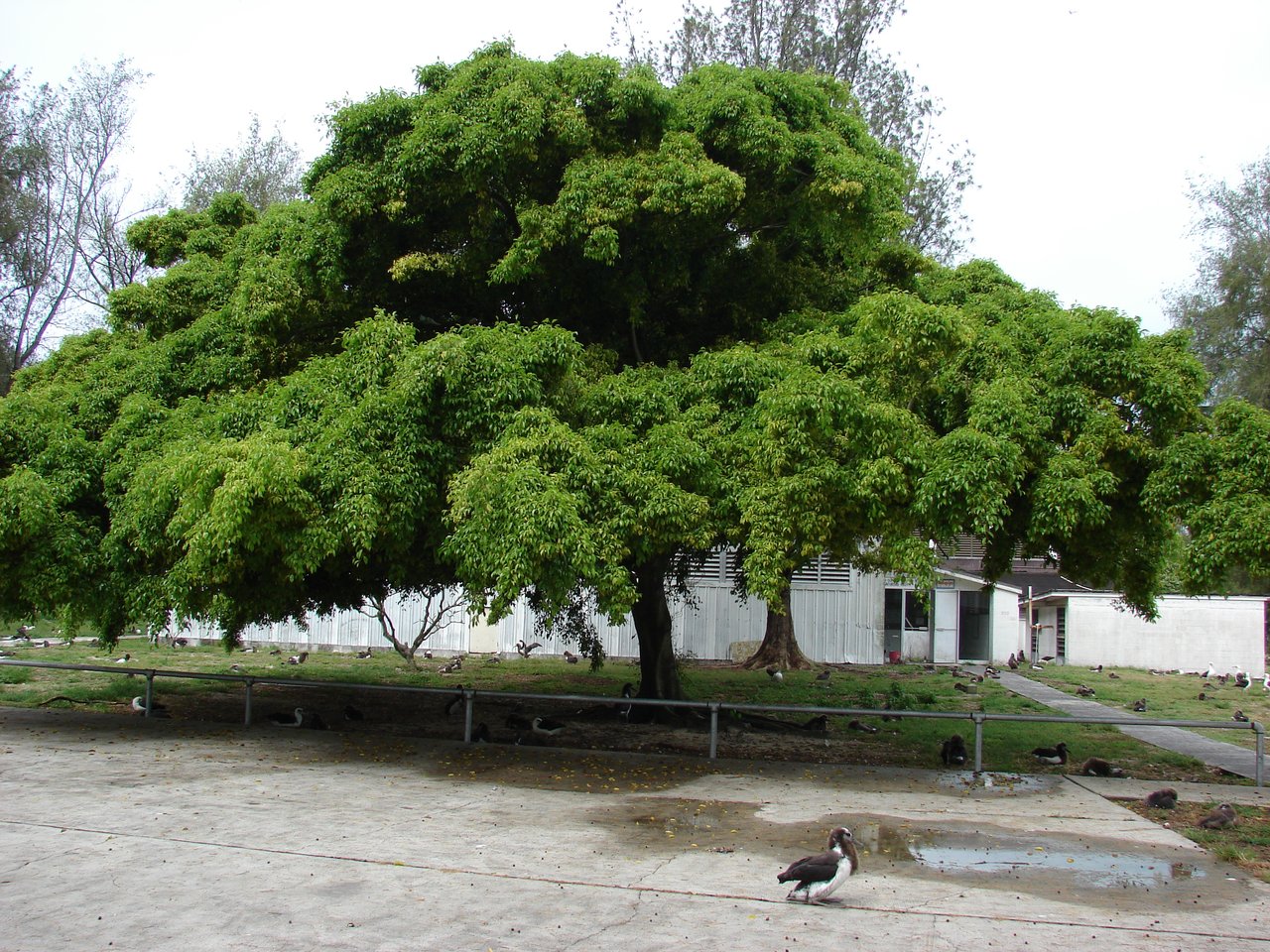 پاکستان میں فِکس اور وِیپنگ فگ کی دیکھ بھال (Ficus benjamina)