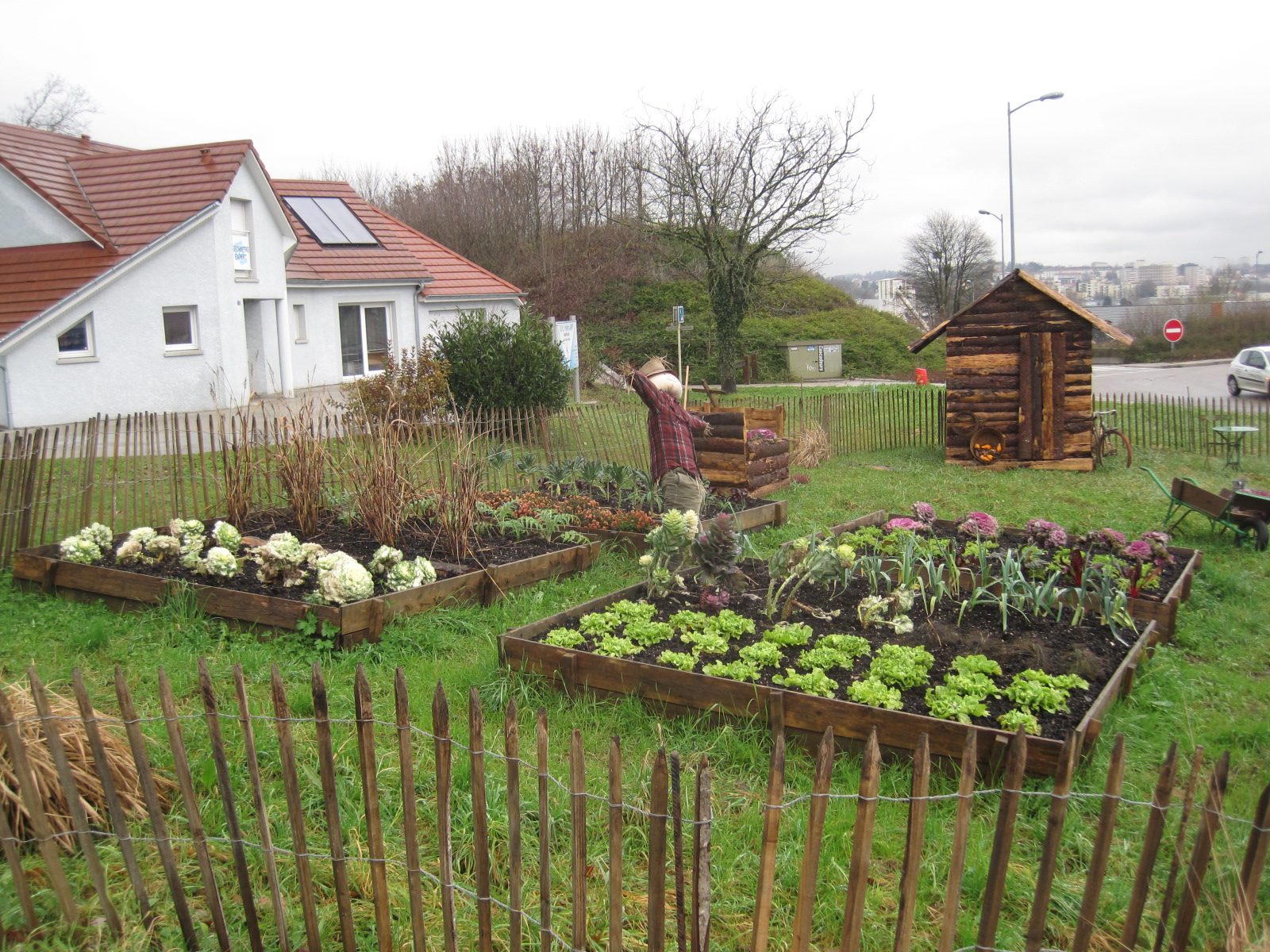 Winter Vegetables to Grow in Your Kitchen Garden (Pakistan)