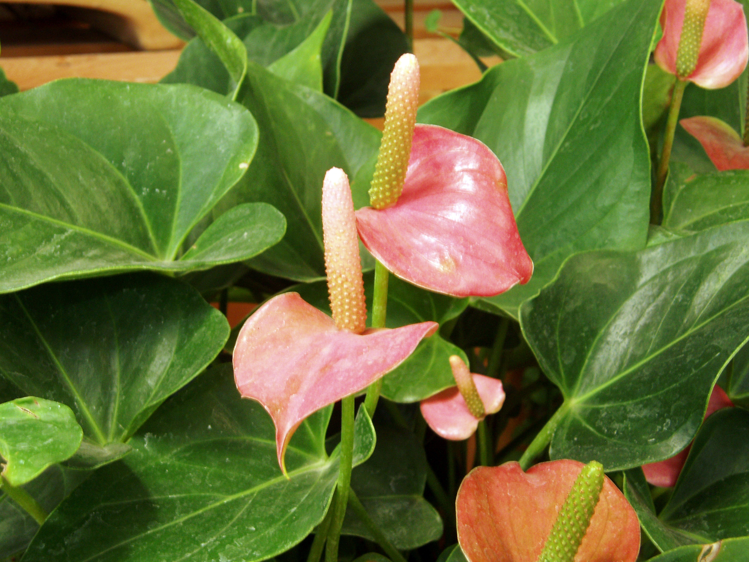 Anthurium Care: The Glossy Flower Houseplant