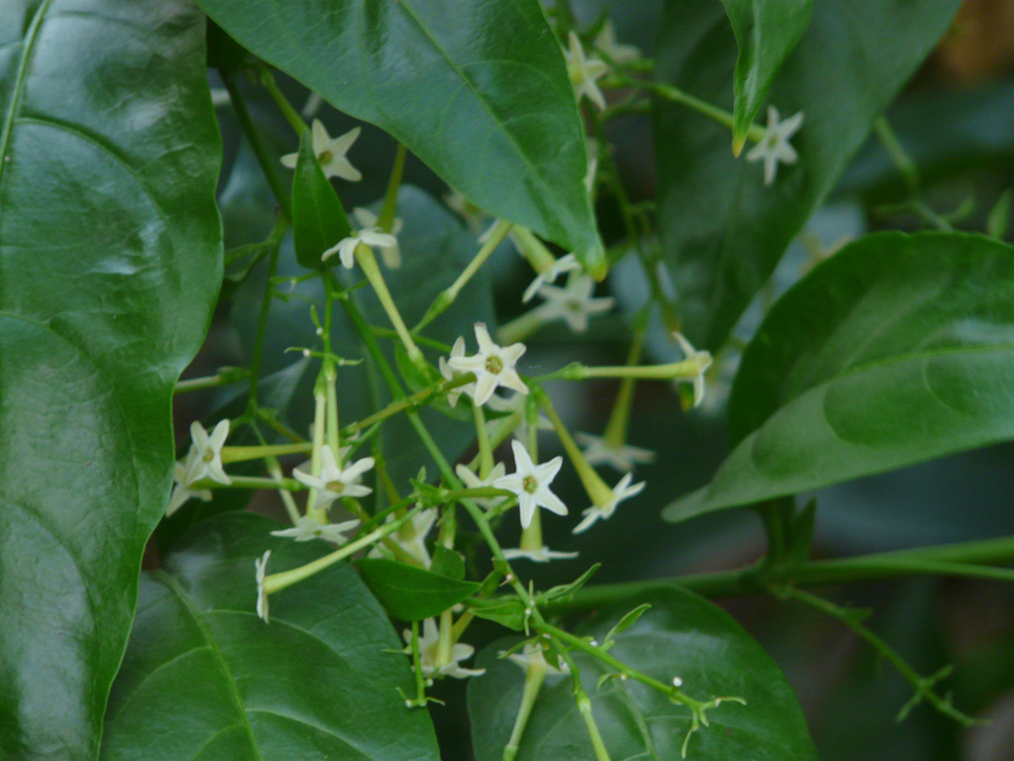 Raat ki Rani (Night Jasmine): Care & Where to Plant