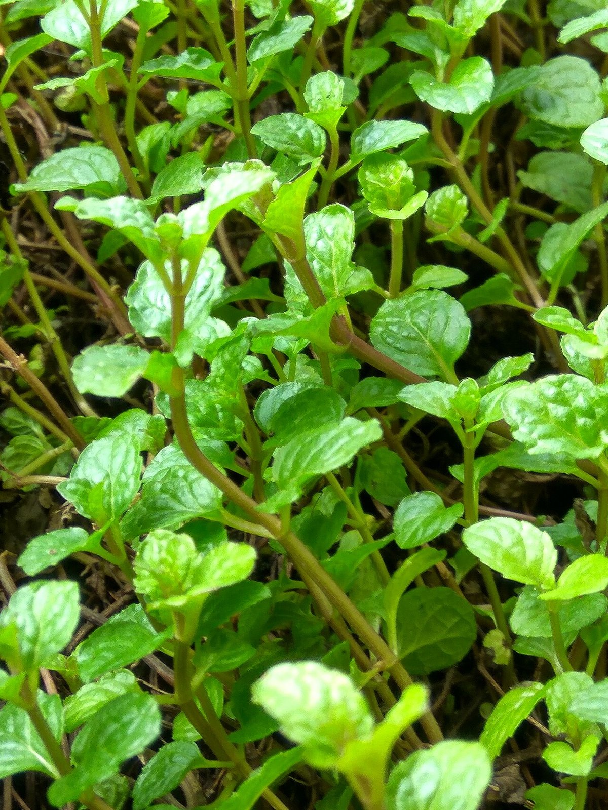 Growing Mint (Podina) at Home in Pakistan