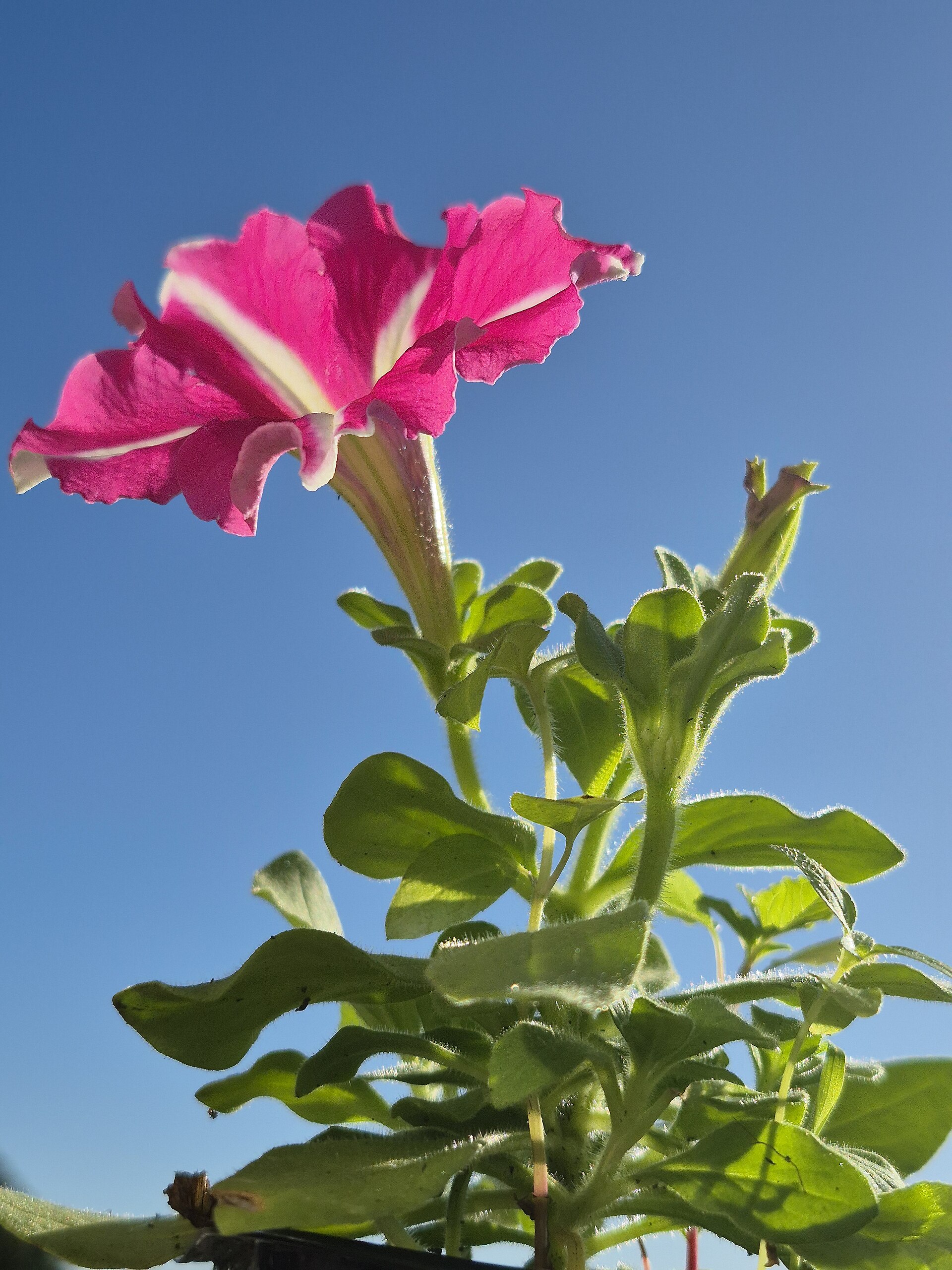 Winter Flowers for Pakistani Gardens