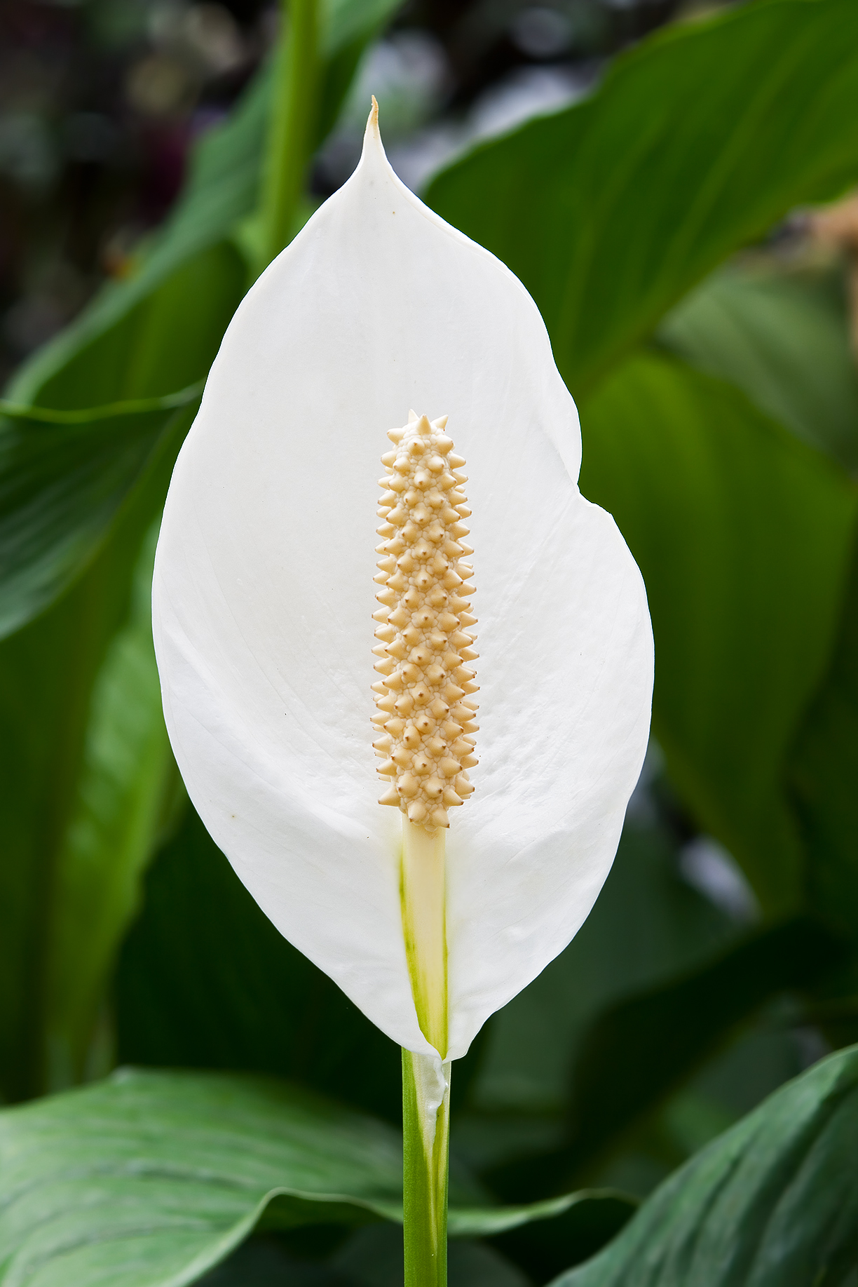 Peace Lily Care: The Elegant Plant That Tells You When It's Thirsty