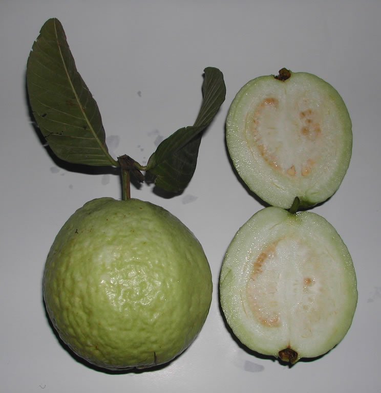 Growing Guava (Amrood) in Pakistan: Fruit From Your Own Tree