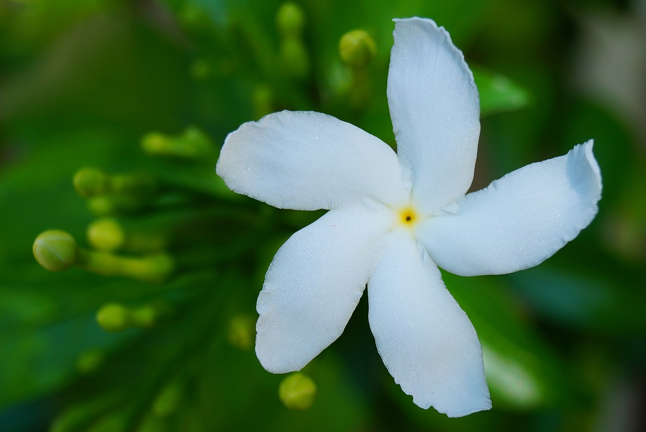 Chandni (Crape Jasmine) Care: White Flowers Almost All Year in Lahore