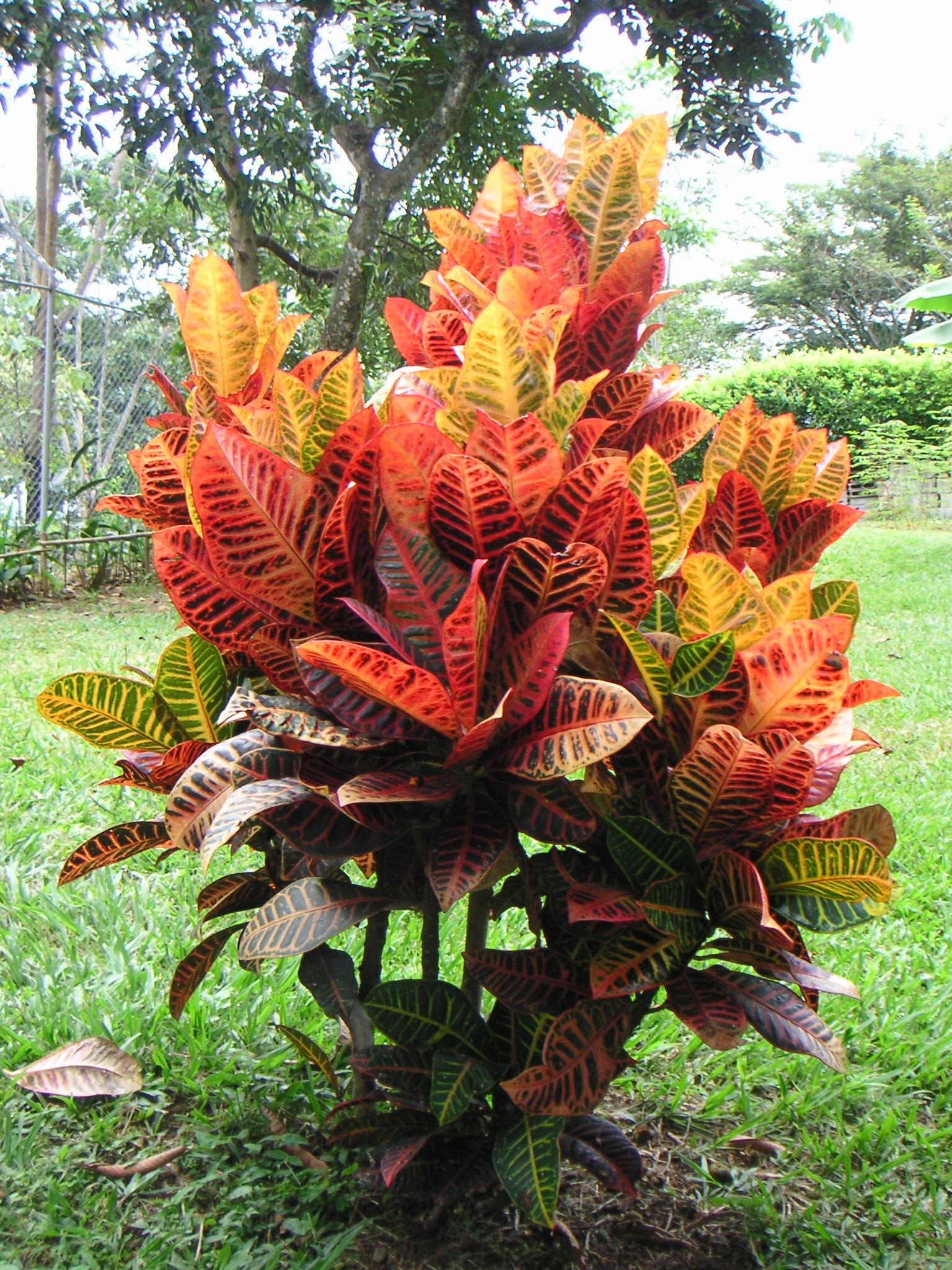 Colourful Foliage Plants: Colour Without Flowers (Pakistan)