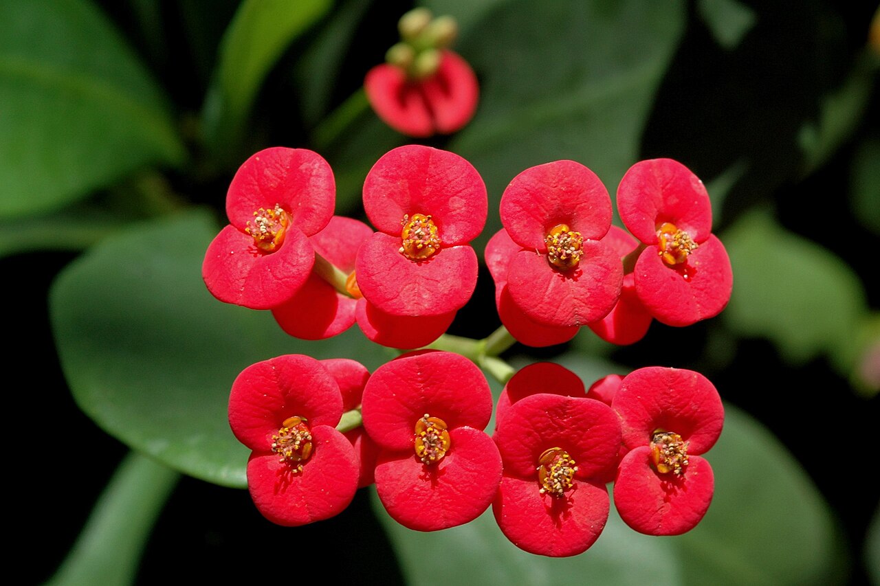 Crown of Thorns (Euphorbia milii) Care: The Plant That Loves Lahore's Heat