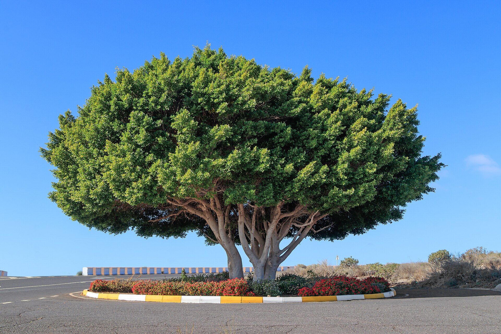 فائیکس انڈین لارل (Ficus microcarpa): باڑ، درخت اور بونسائی