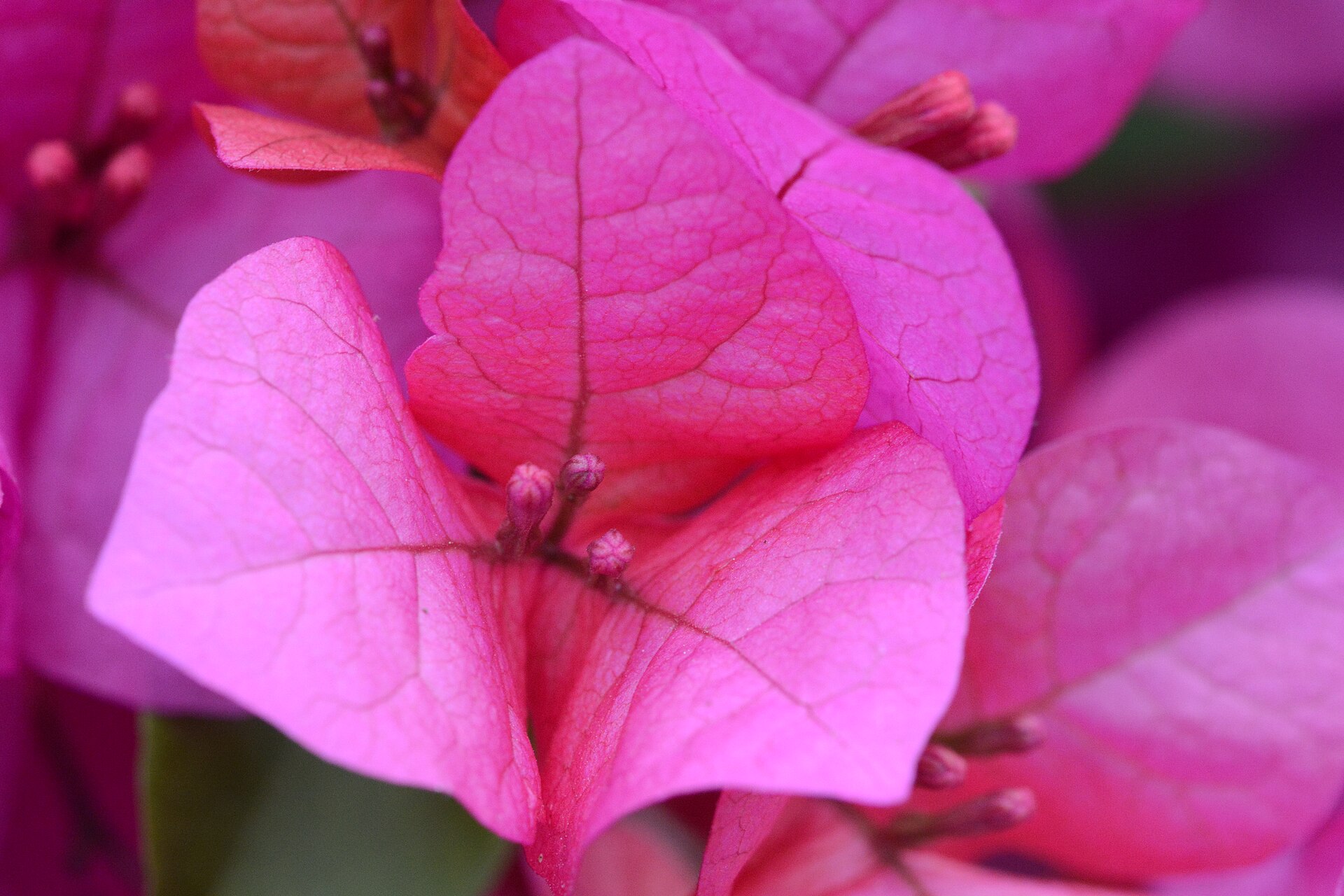 Flowering Shrubs & Hedge Plants for Lahore Gardens