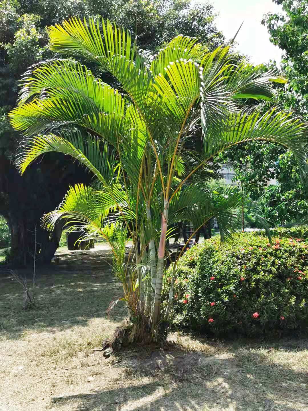 Best Low-Light Indoor Plants for Pakistani Homes
