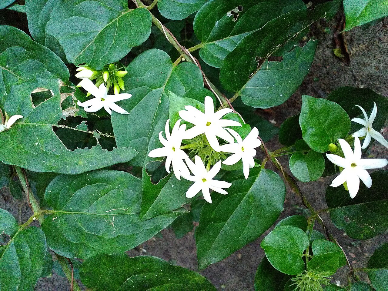 Motia vs Chambeli, Raat ki Rani and Chandni: Which White Fragrant Flower Is Which?