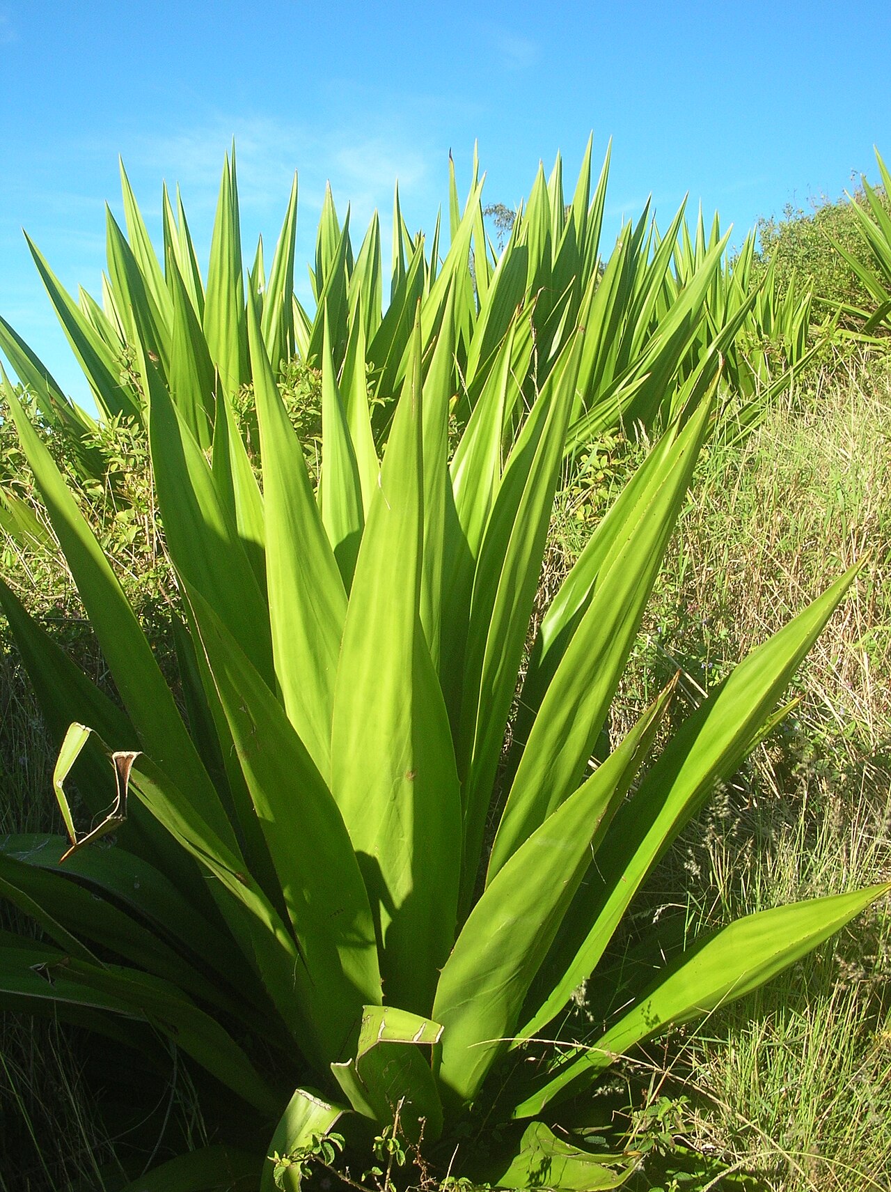 دھاری دار فرقاریہ (False Agave): سخت جان اور شاندار رسیلا پودا