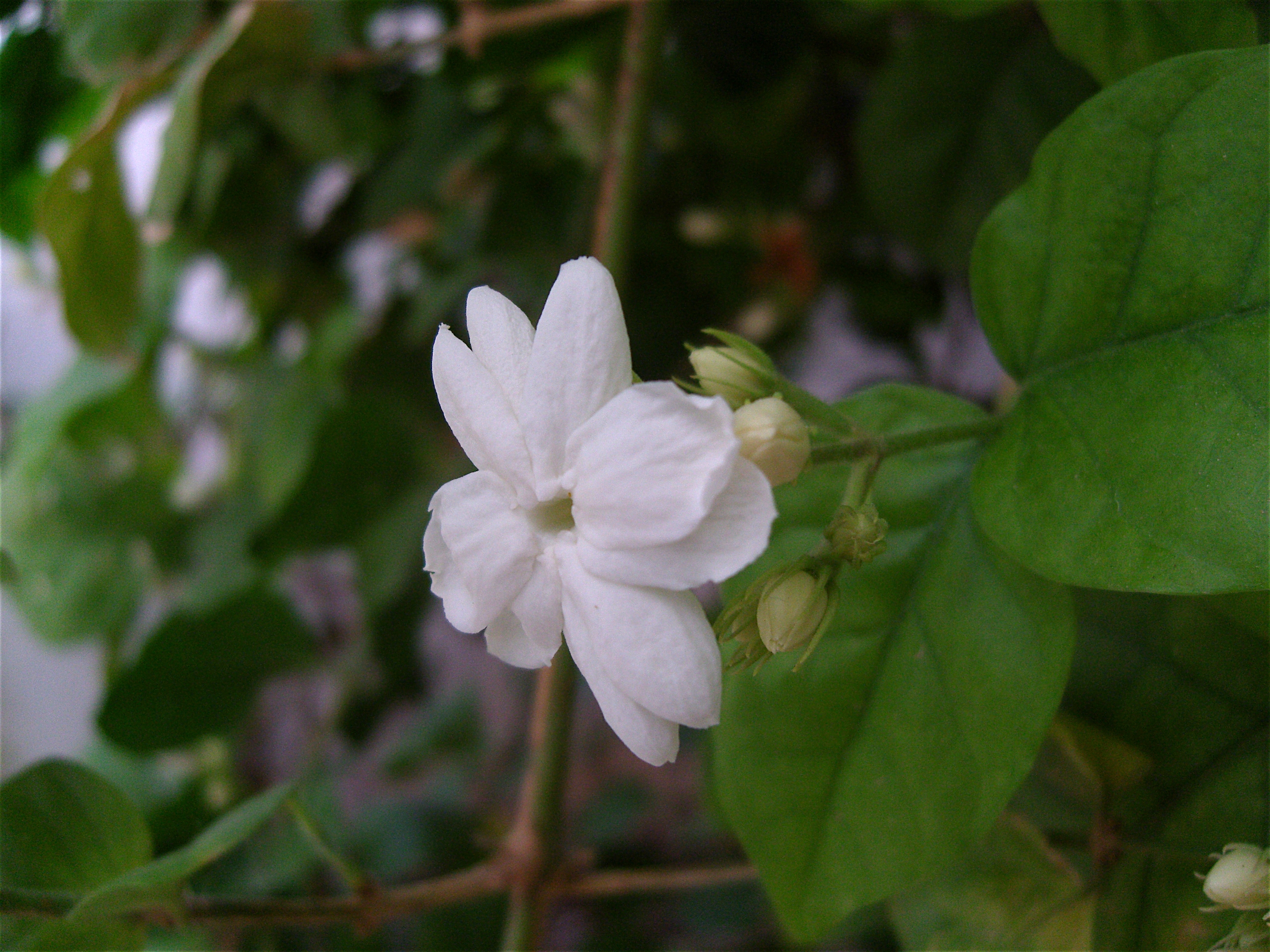 Motia (Arabian Jasmine)