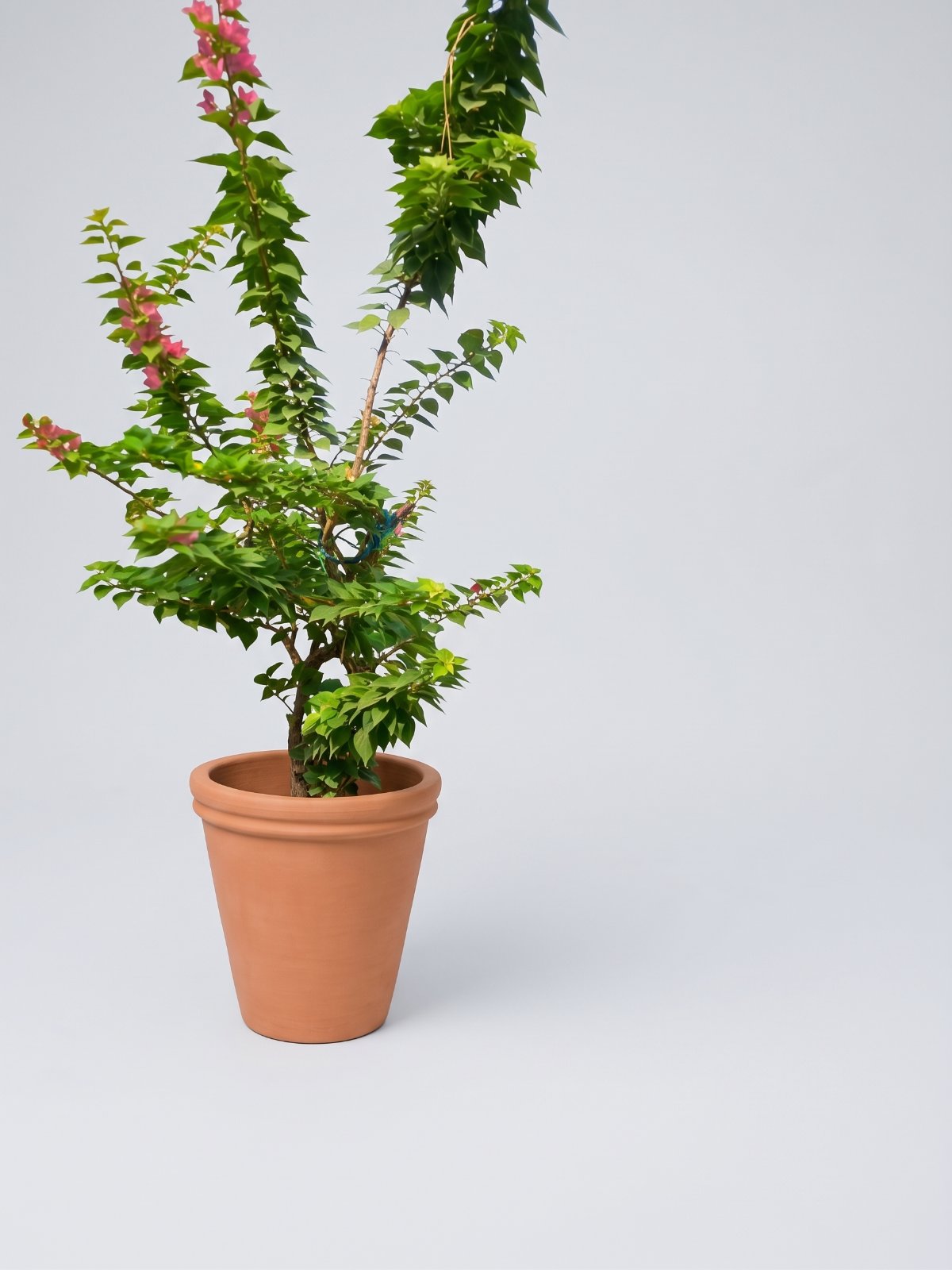 Bougainvillea (Kaghazi Phool) — 18-inch Pot