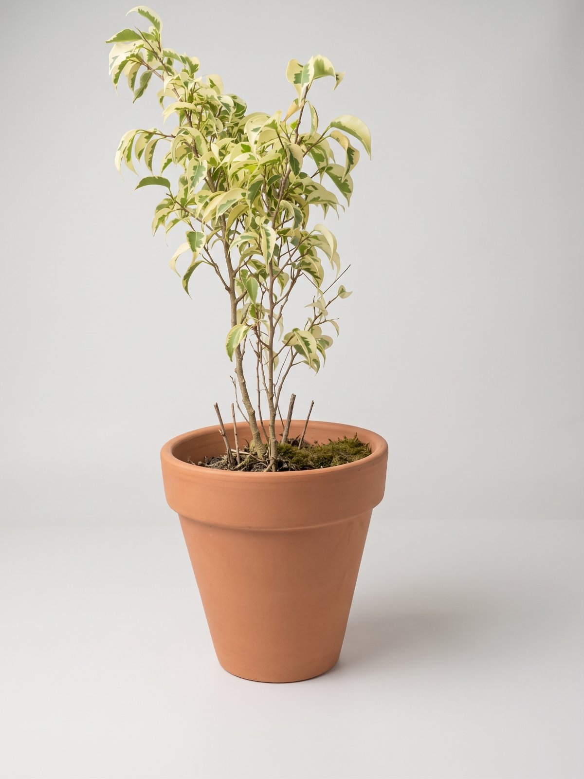 ویری گیٹڈ وِیپنگ فگ (Ficus benjamina)