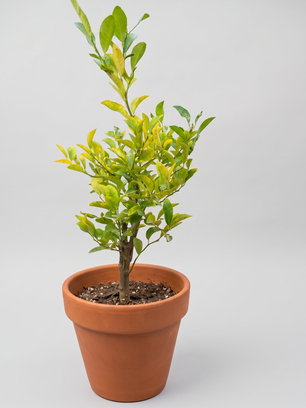 Lemon Plant