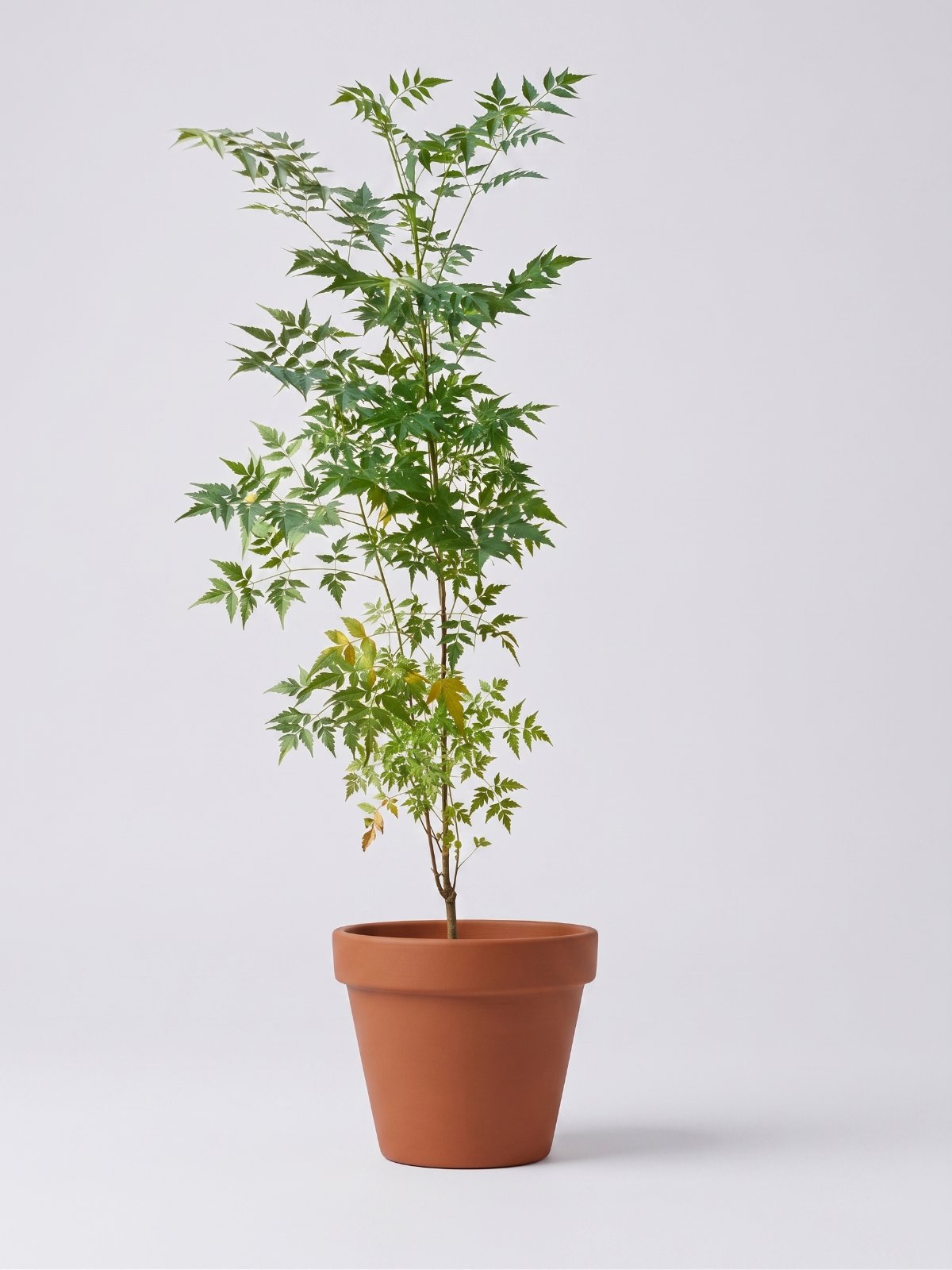 Chinaberry Tree (Bakain)