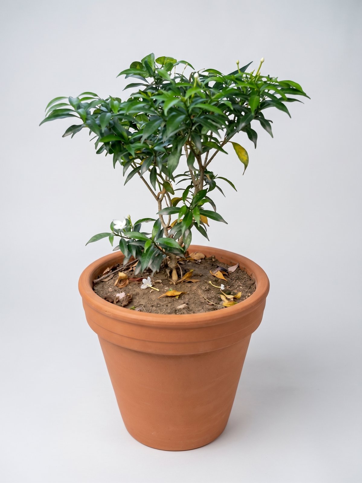 Chandni (Crape Jasmine)