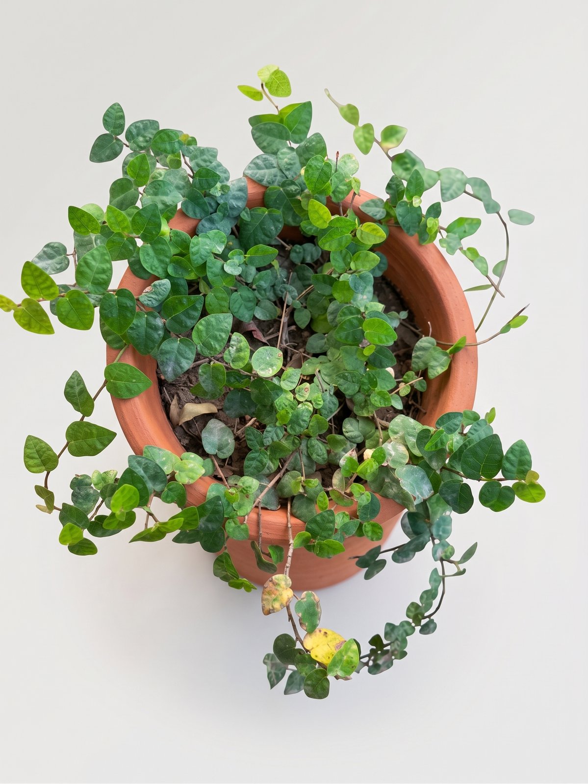 کریپنگ فگ (Ficus pumila)