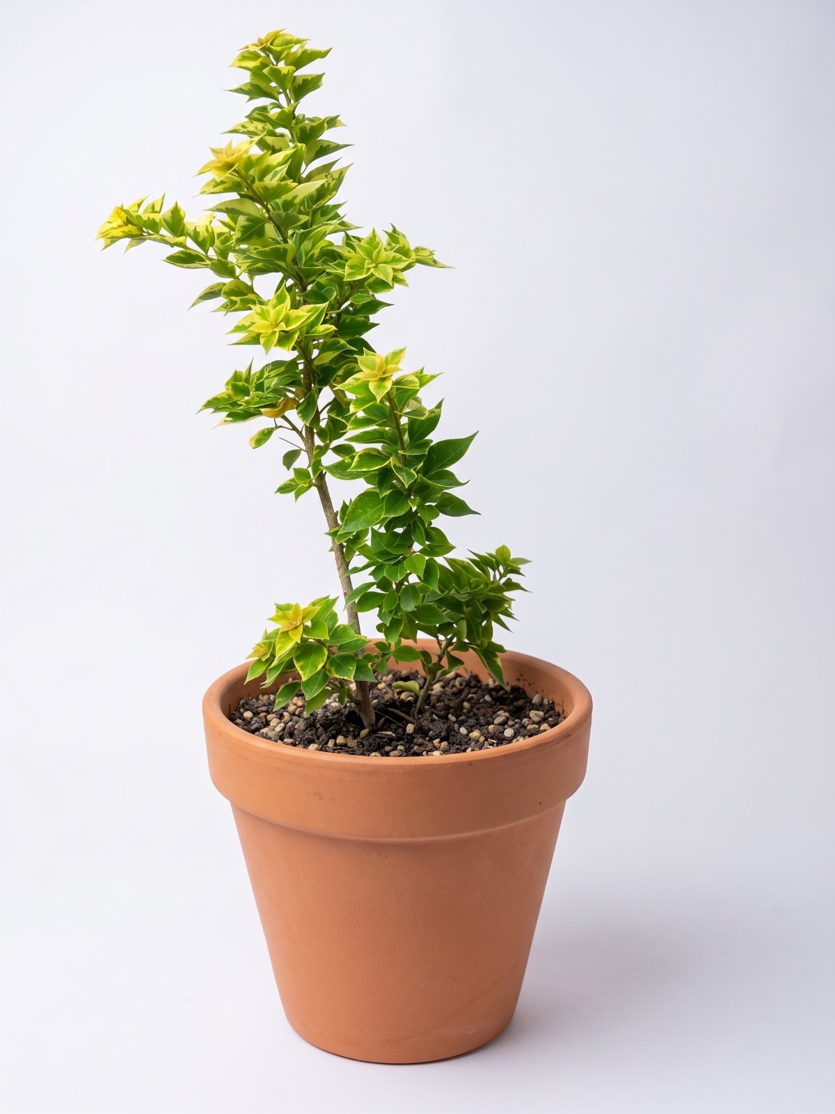 Bougainvillea (Kaghazi Phool) — 12-inch Pot