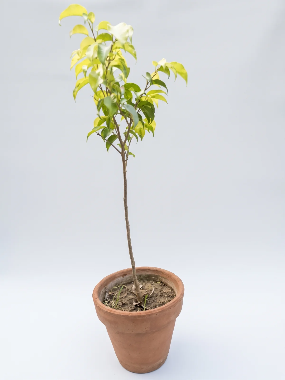 گولڈن فائیکس (Ficus benjamina)