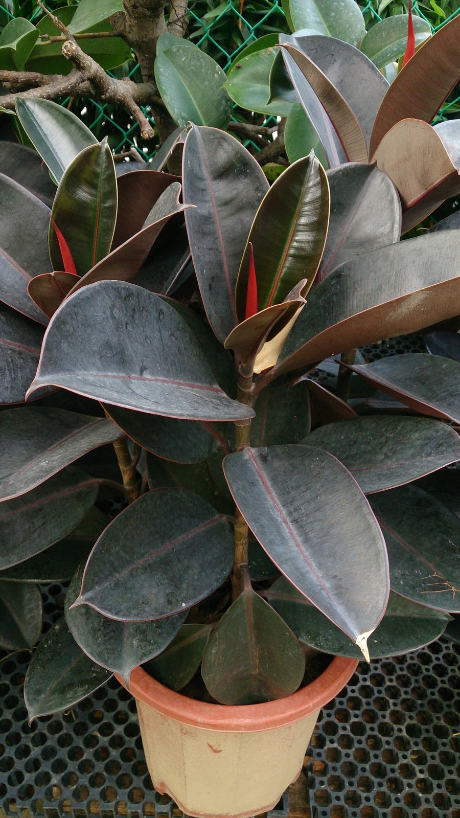 Rubber Plant