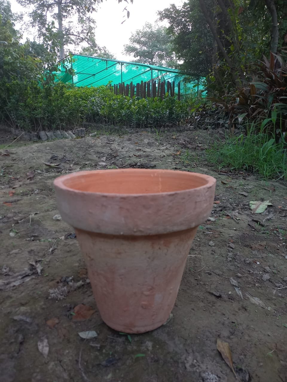 Clay Pot